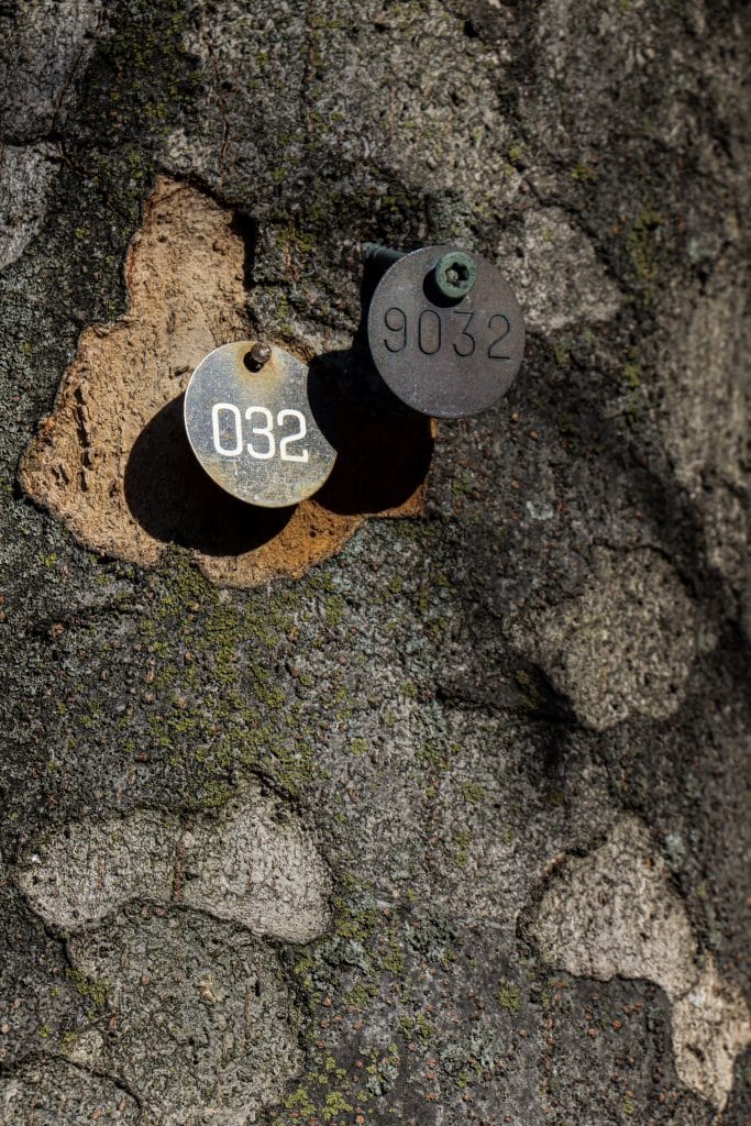 Full color digital photograph of numbered tags nailed into a tree- close up.