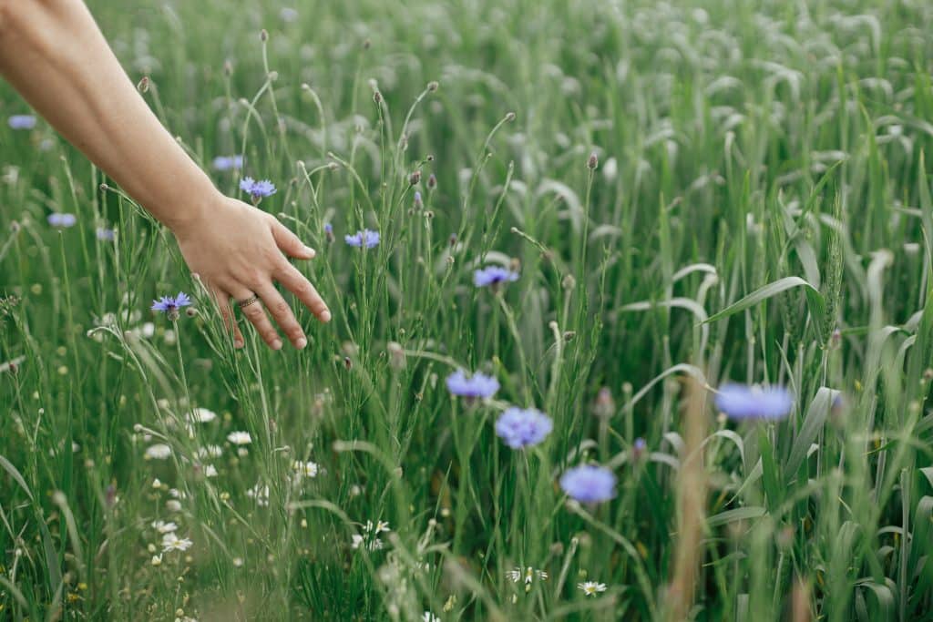 A hand brushing the tops of grass and wildflowers, a place untouched by burnout and perfectionism.