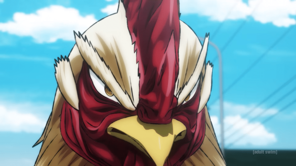 Keijii the rooster staring at the camera getting ready to fight.