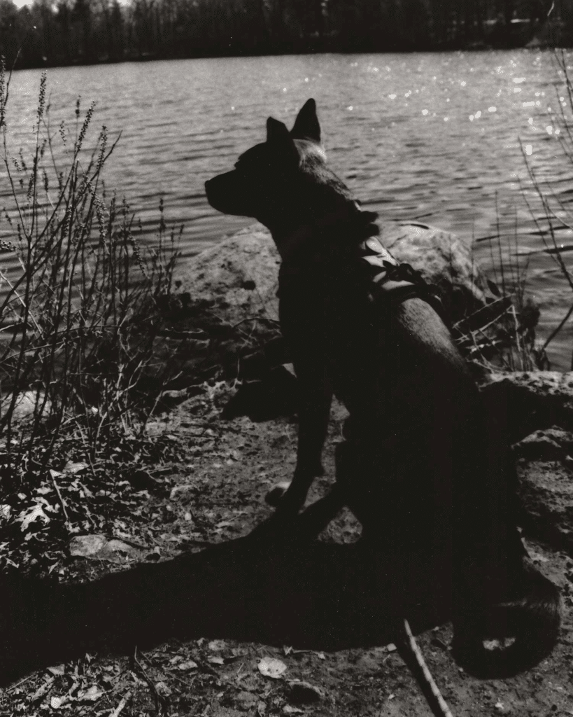 Black and white film photograph of a dog staring out into a lake.