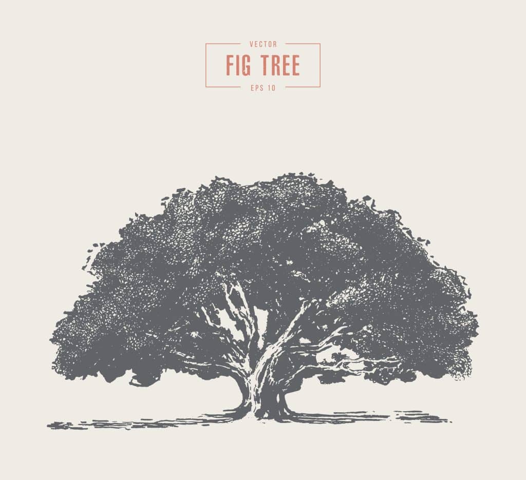 The branches of the fig tree stretch in every direction, and still I struggle to choose just one.