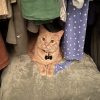 An orange cat sitting in a closet