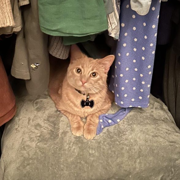 An orange cat sitting in a closet