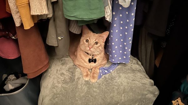 An orange cat sitting in a closet