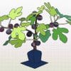 Tree with figs displayed