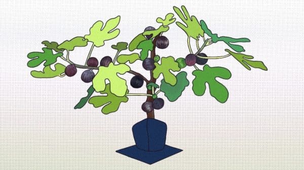Tree with figs displayed