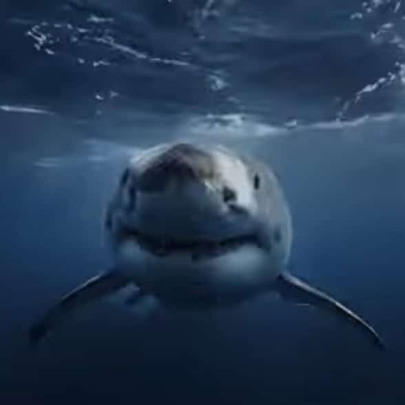 The shark from 'Chum'